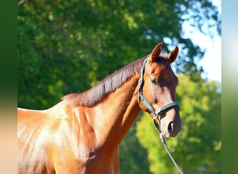 Zangersheide, Caballo castrado, 5 años, 170 cm, Alazán-tostado