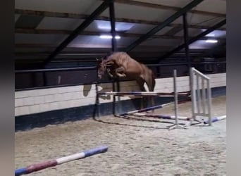 Zangersheide, Caballo castrado, 5 años, 170 cm, Alazán-tostado