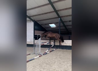 Zangersheide, Caballo castrado, 5 años, 170 cm, Alazán-tostado