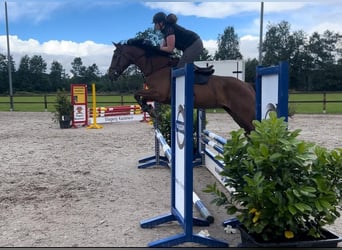 Zangersheide, Caballo castrado, 5 años, 170 cm, Alazán-tostado