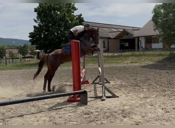 Zangersheide, Caballo castrado, 5 años, 170 cm, Alazán-tostado