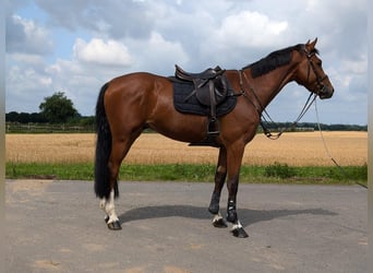 Zangersheide, Caballo castrado, 5 años, 170 cm