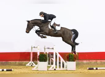 Zangersheide, Caballo castrado, 5 años, 170 cm