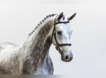 Zangersheide, Caballo castrado, 5 años, 170 cm
