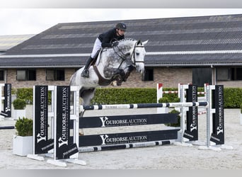 Zangersheide, Caballo castrado, 5 años, 170 cm