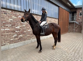 Zangersheide, Caballo castrado, 5 años, 170 cm, Castaño