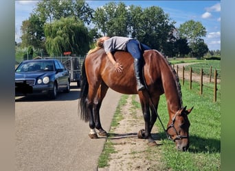 Zangersheide, Caballo castrado, 5 años, 170 cm, Castaño