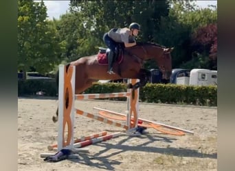 Zangersheide, Caballo castrado, 5 años, 170 cm, Castaño