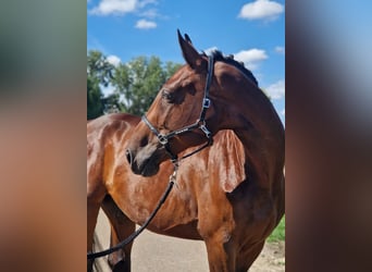Zangersheide, Caballo castrado, 5 años, 170 cm, Castaño