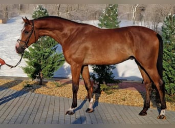 Zangersheide, Caballo castrado, 5 años, 170 cm, Castaño