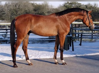 Zangersheide, Caballo castrado, 5 años, 170 cm, Castaño