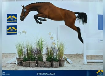 Zangersheide, Caballo castrado, 5 años, 170 cm, Castaño