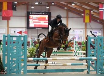 Zangersheide, Caballo castrado, 5 años, 170 cm, Castaño