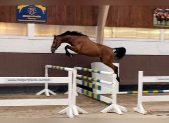 Zangersheide, Caballo castrado, 5 años, 170 cm, Castaño