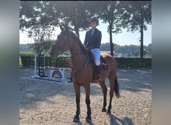 Zangersheide, Caballo castrado, 5 años, 170 cm, Castaño