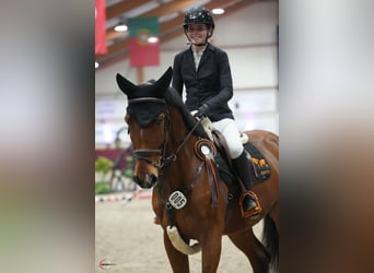 Zangersheide, Caballo castrado, 5 años, 170 cm, Castaño