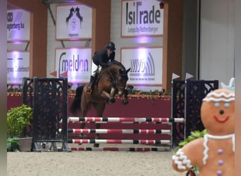 Zangersheide, Caballo castrado, 5 años, 170 cm, Castaño