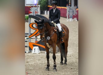 Zangersheide, Caballo castrado, 5 años, 170 cm, Castaño