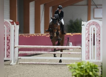 Zangersheide, Caballo castrado, 5 años, 170 cm, Castaño