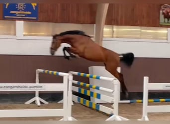 Zangersheide, Caballo castrado, 5 años, 170 cm, Castaño