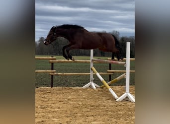 Zangersheide, Caballo castrado, 5 años, 170 cm, Castaño