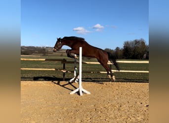 Zangersheide, Caballo castrado, 5 años, 170 cm, Castaño