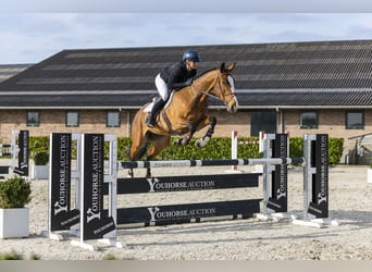 Zangersheide, Caballo castrado, 5 años, 170 cm, Castaño