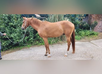 Zangersheide, Caballo castrado, 5 años, 170 cm, Castaño claro