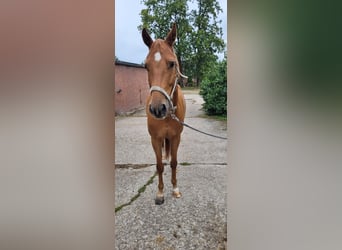 Zangersheide, Caballo castrado, 5 años, 170 cm, Castaño claro