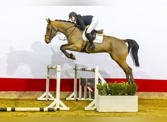 Zangersheide, Caballo castrado, 5 años, 171 cm, Castaño