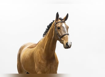 Zangersheide, Caballo castrado, 5 años, 171 cm, Castaño