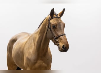 Zangersheide, Caballo castrado, 5 años, 171 cm, Castaño