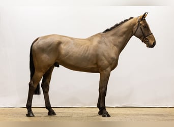 Zangersheide, Caballo castrado, 5 años, 171 cm, Castaño