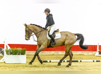 Zangersheide, Caballo castrado, 5 años, 171 cm, Castaño