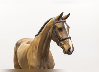 Zangersheide, Caballo castrado, 5 años, 171 cm, Castaño