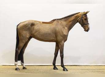 Zangersheide, Caballo castrado, 5 años, 171 cm, Castaño