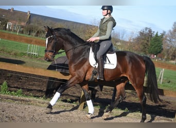 Zangersheide, Caballo castrado, 5 años, 172 cm, Castaño oscuro