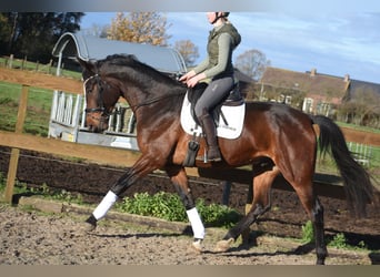Zangersheide, Caballo castrado, 5 años, 172 cm, Castaño oscuro