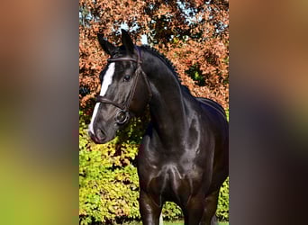 Zangersheide, Caballo castrado, 5 años, 172 cm, Castaño oscuro