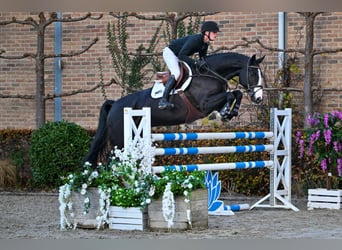 Zangersheide, Caballo castrado, 5 años, 172 cm, Castaño oscuro