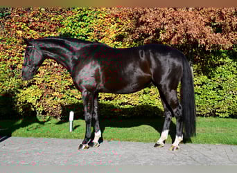 Zangersheide, Caballo castrado, 5 años, 172 cm, Castaño oscuro