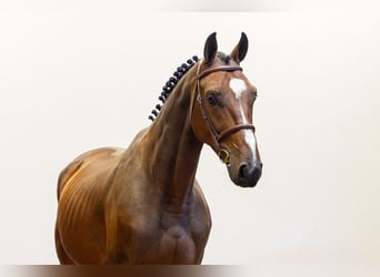 Zangersheide, Caballo castrado, 5 años, 172 cm, Castaño oscuro