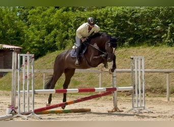 Zangersheide, Caballo castrado, 5 años, 172 cm, Negro