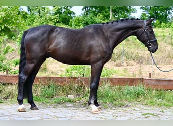 Zangersheide, Caballo castrado, 5 años, 172 cm, Negro