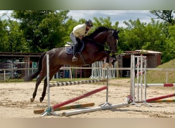 Zangersheide, Caballo castrado, 5 años, 172 cm, Negro