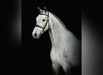 Zangersheide, Caballo castrado, 5 años, 172 cm, Tordo