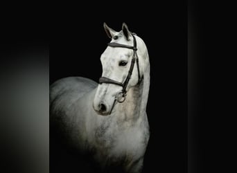 Zangersheide, Caballo castrado, 5 años, 172 cm, Tordo