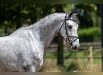 Zangersheide, Caballo castrado, 5 años, 172 cm, Tordo