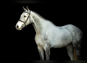 Zangersheide, Caballo castrado, 5 años, 172 cm, Tordo