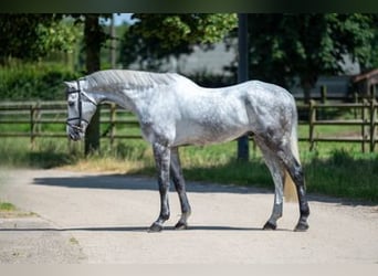 Zangersheide, Caballo castrado, 5 años, 172 cm, Tordo